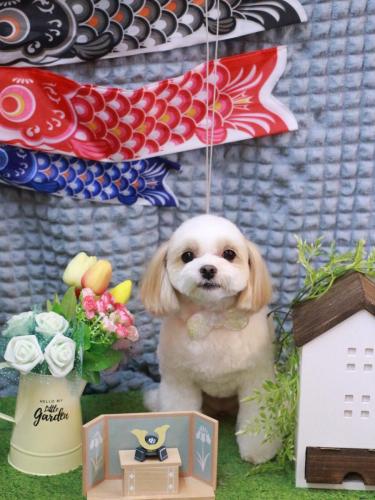 20230502みるくちゃん